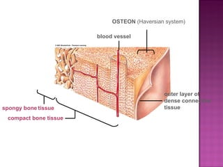 spongy bone   tissue compact bone tissue blood vessel outer layer of  dense connective  tissue OSTEON  (Haversian system)  