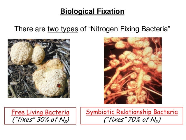 Lab 8 isolation of nitrogen fixer bacteria Lab 8 isolation of nitrogen fixer bacteria