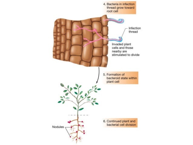 nitrogen fixing symbiotic bacteria Nitrogen fixation: nitrogen fixation the symbiotic nitrogen-fixing bacteria invade the root hairs of host plants, where they multiply and stimulate the formation. nitrogen fixing symbiotic bacteria Nitrogen fixation: nitrogen fixation the symbiotic nitrogen-fixing bacteria invade the root hairs of host plants, where they multiply and stimulate the formation.