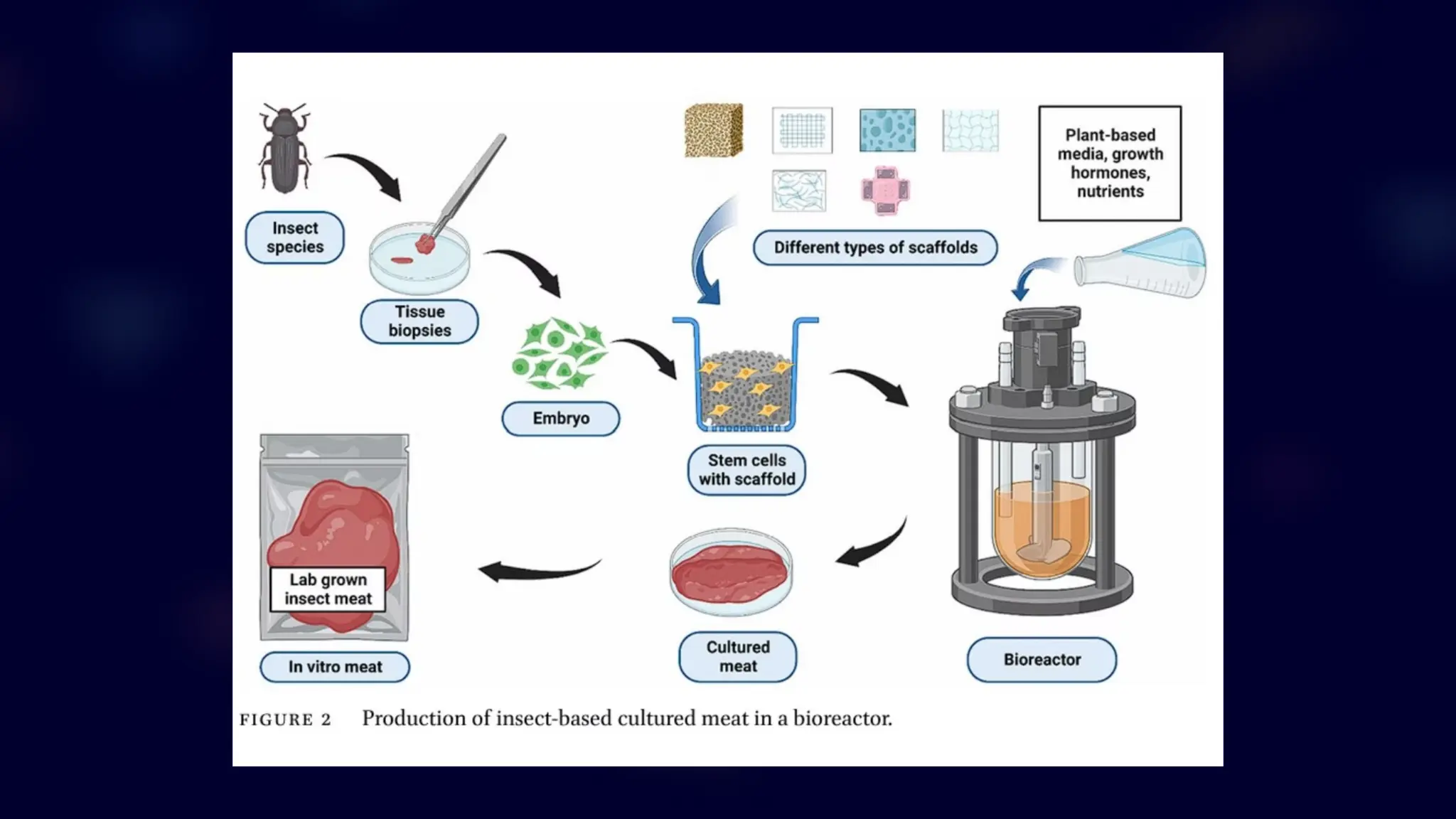 Lab Grown Insect MeatA Chemical and Biological Exploration PPT