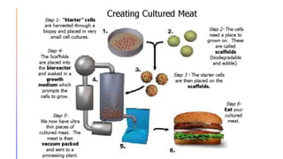 Lab grown-meat : Technology arrived | PDF