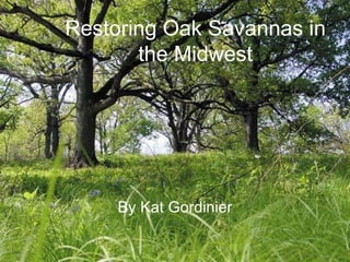 Restoring Oak Savannas in the Midwest By Kat Gordinier 