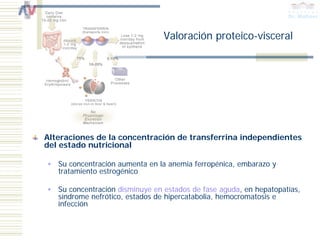 Valoración proteico-visceral




Alteraciones de la concentración de transferrina independientes
del estado nutricional

   Su concentración aumenta en la anemia ferropénica, embarazo y
   tratamiento estrogénico

   Su concentración disminuye en estados de fase aguda, en hepatopatías,
   síndrome nefrótico, estados de hipercatabolia, hemocromatosis e
   infección
 