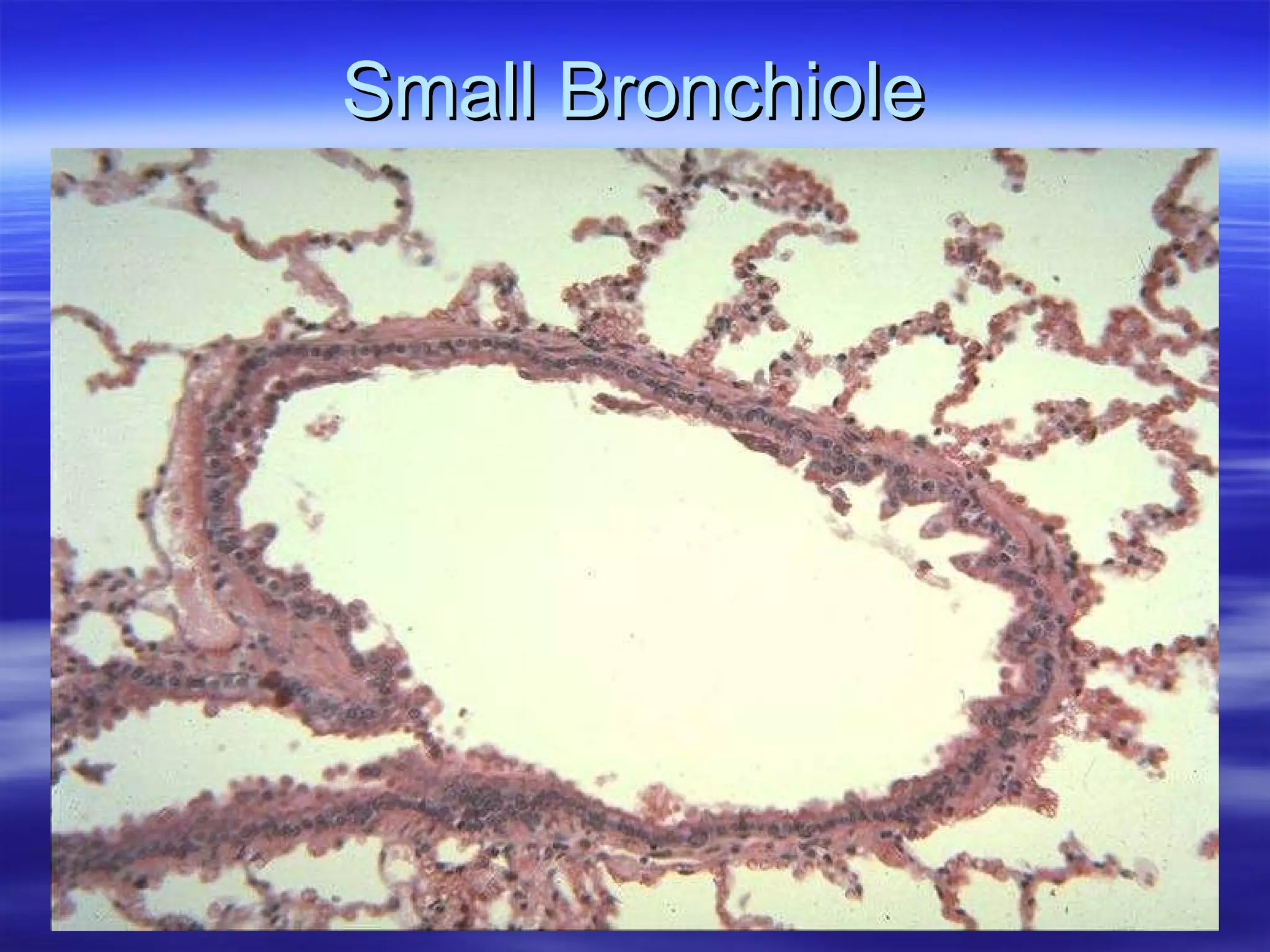 Small Bronchiole 