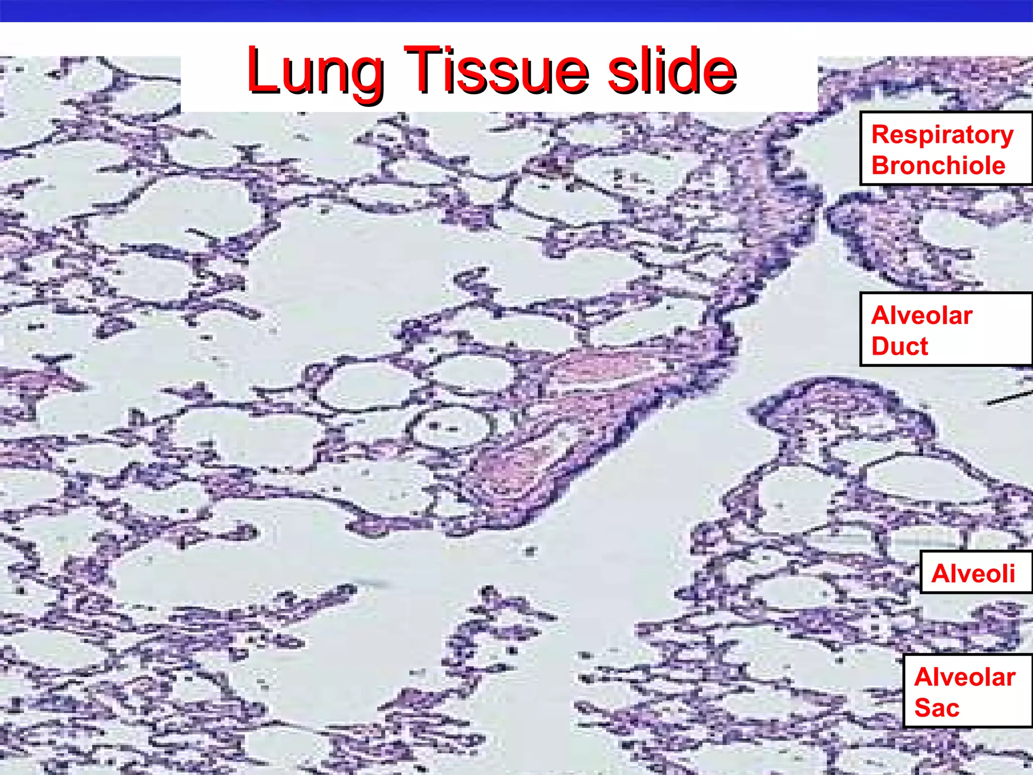 Lung Tissue slide  Respiratory Bronchiole Alveolar Duct Alveoli Alveolar Sac 