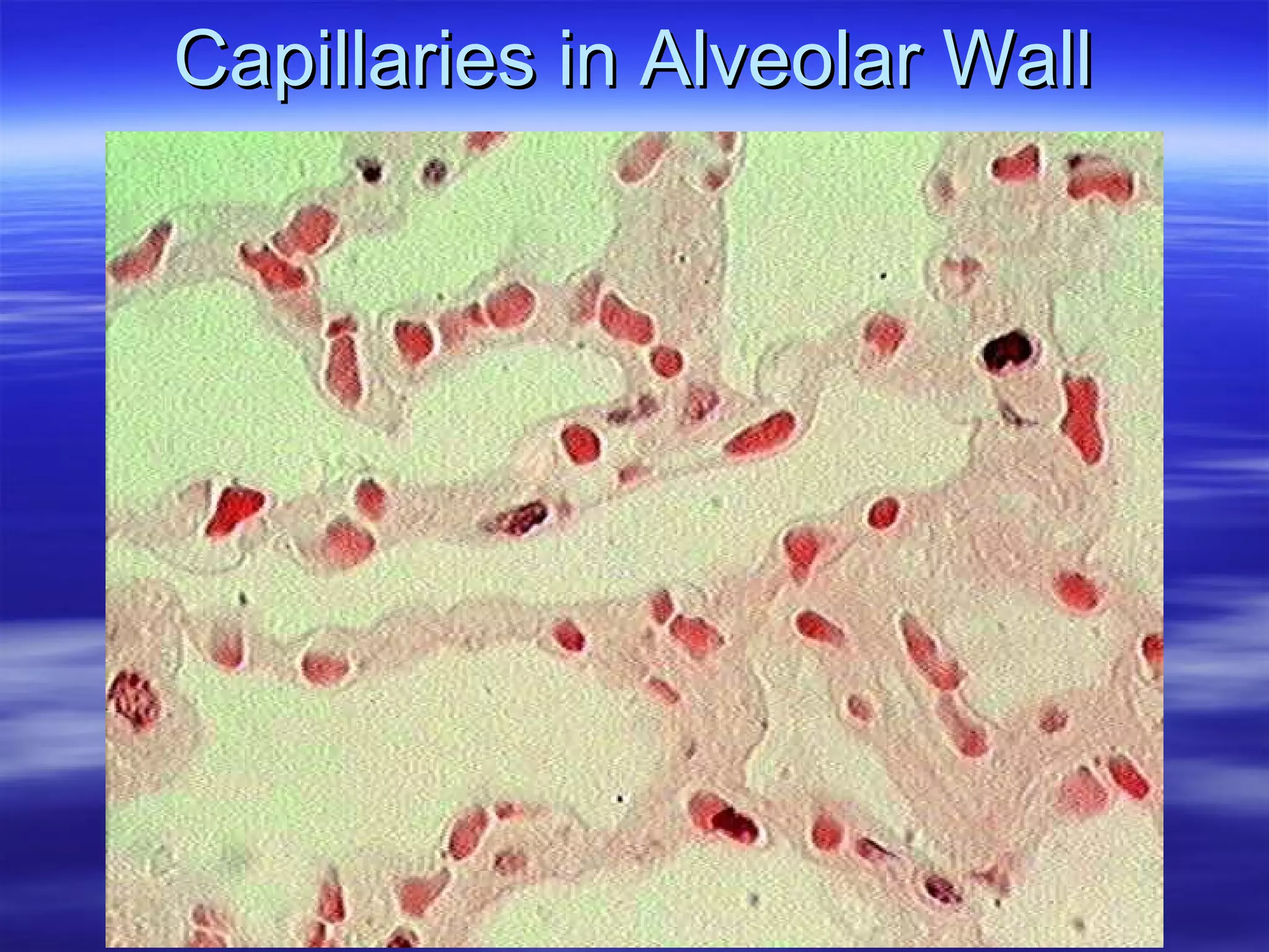 Capillaries in Alveolar Wall 