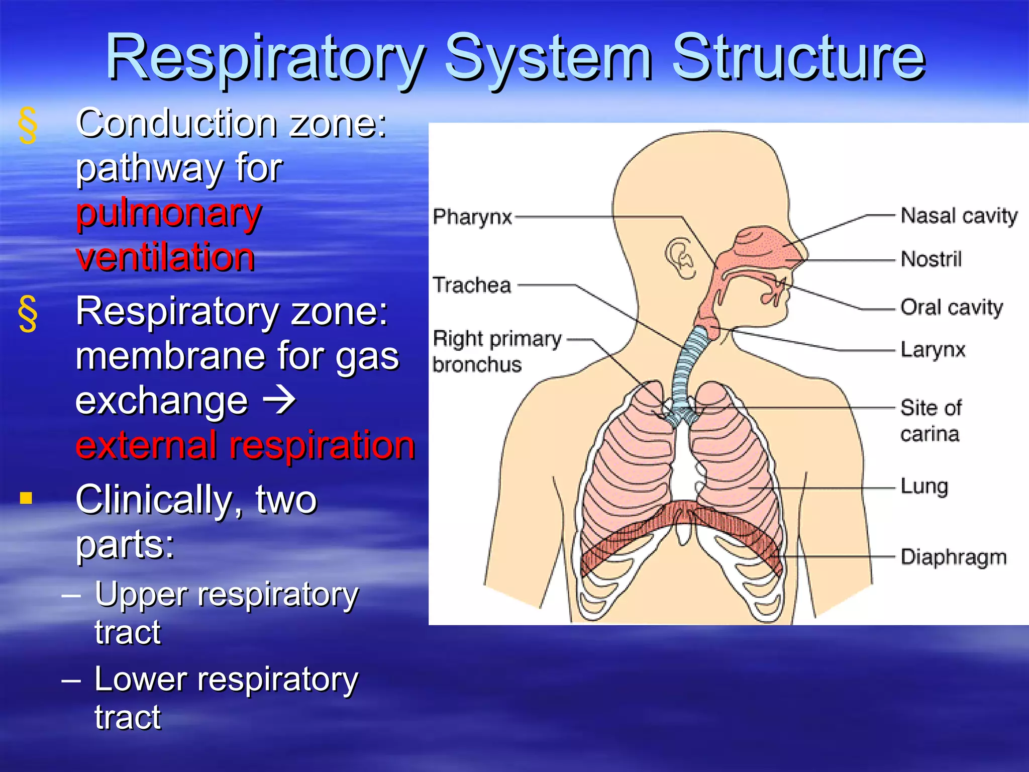 Respiratory System Structure Conduction zone: pathway for  pulmonary ventilation   Respiratory zone: membrane for gas exchange     external respiration Clinically, two parts: Upper respiratory tract Lower respiratory tract 