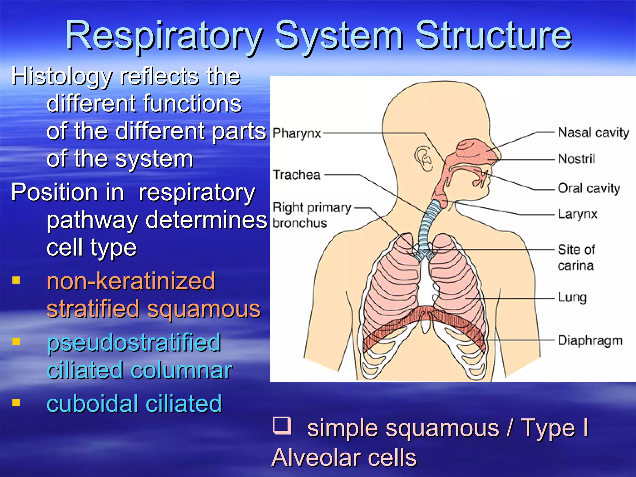 Respiratory System Structure Histology reflects the different functions of the different parts of the system Position in  respiratory pathway determines cell type non-keratinized stratified squamous pseudostratified ciliated columnar cuboidal ciliated simple squamous / Type I Alveolar cells 