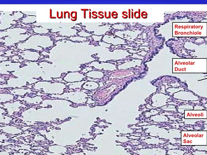 hyaline cartilage