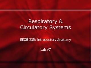 Respiratory & Circulatory Systems EEOB 235: Introductory Anatomy Lab #7 
