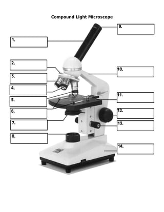 Compound Light Microscope 
