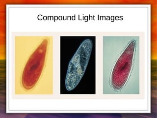 Compound Light Images 
 