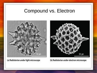 Compound vs. Electron 
 