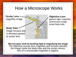 How a Microscope Works 
Ocular Lens 
magnifies image 
Objective Lens 
gathers light, magnifies 
and focuses image 
inside body tube 
Body Tube 
image focuses and 
is directed upward 
to ocular lens 
Microscopes work by bending light & magnifying the image: 
The objective convex lens magnifies and focuses (bends) 
the image inside the body tube and the ocular convex 
lens of a microscope magnifies it (again). 
 