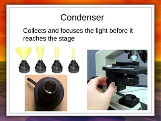 Condenser 
Collects and focuses the light before it 
reaches the stage 
 