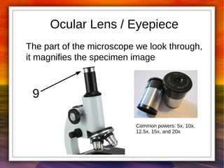 Ocular Lens / Eyepiece 
The part of the microscope we look through, 
it magnifies the specimen image 
9 
Common powers: 5x, 10x, 
12.5x, 15x, and 20x 
 