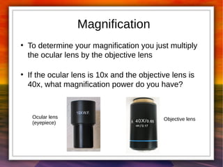 Magnification 
● To determine your magnification you just multiply 
the ocular lens by the objective lens 
● If the ocular lens is 10x and the objective lens is 
40x, what magnification power do you have? 
Ocular lens 
(eyepiece) 
Objective lens 
 