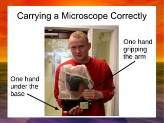 Carrying a Microscope Correctly 
One hand 
under the 
base 
One hand 
gripping 
the arm 
 