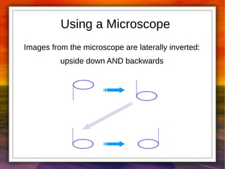 Using a Microscope 
Images from the microscope are laterally inverted: 
upside down AND backwards 
