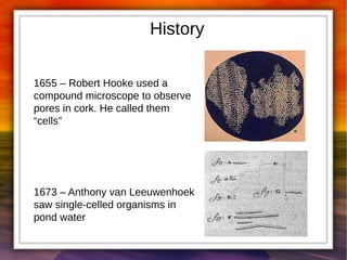 History 
1655 – Robert Hooke used a 
compound microscope to observe 
pores in cork. He called them 
“cells” 
1673 – Anthony van Leeuwenhoek 
saw single-celled organisms in 
pond water 
 
