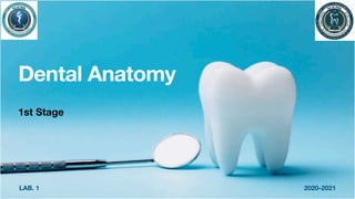 LAB. 1 2020-2021
Dental Anatomy
1st Stage
 