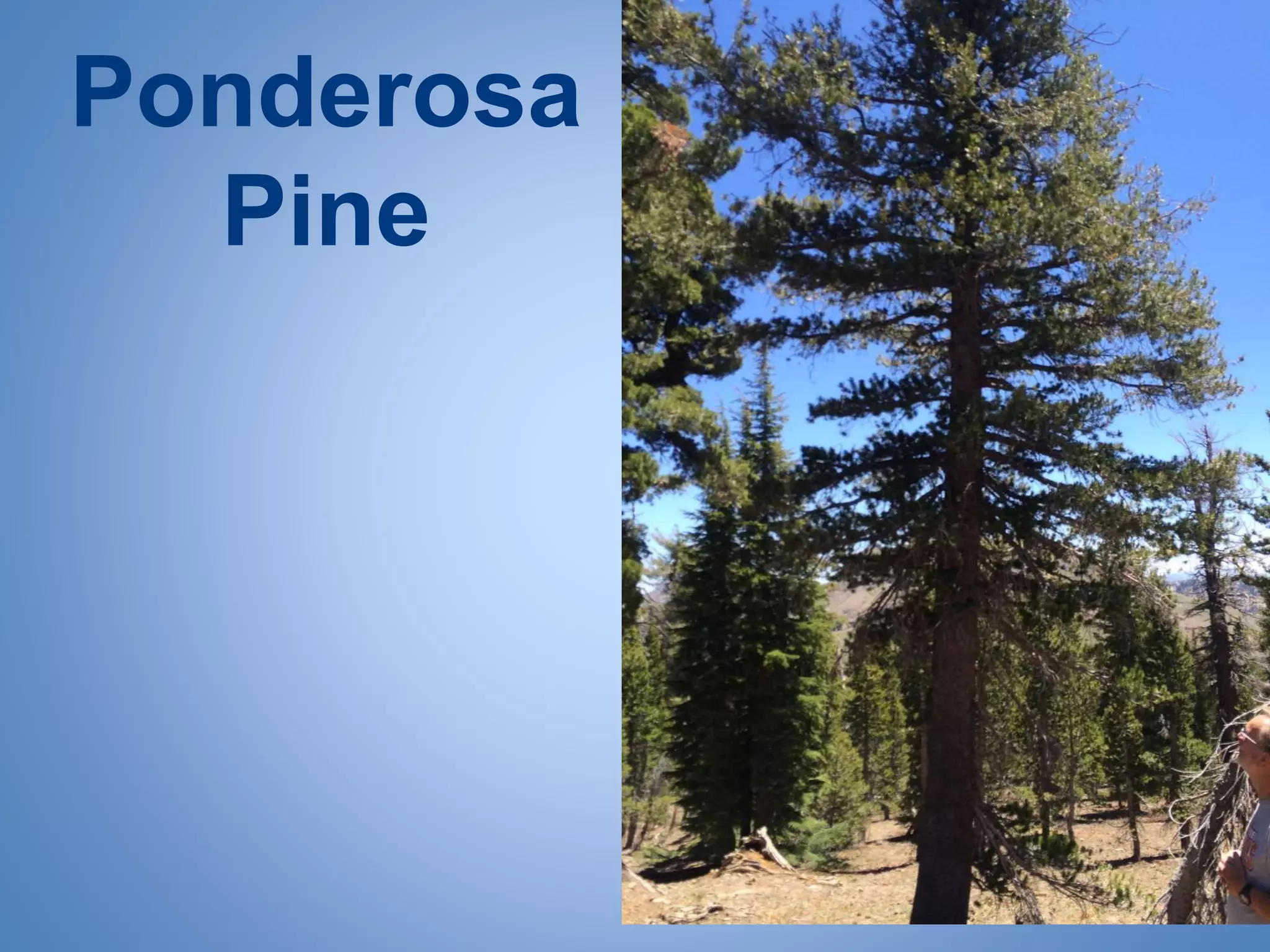 Ponderosa
Pine
 