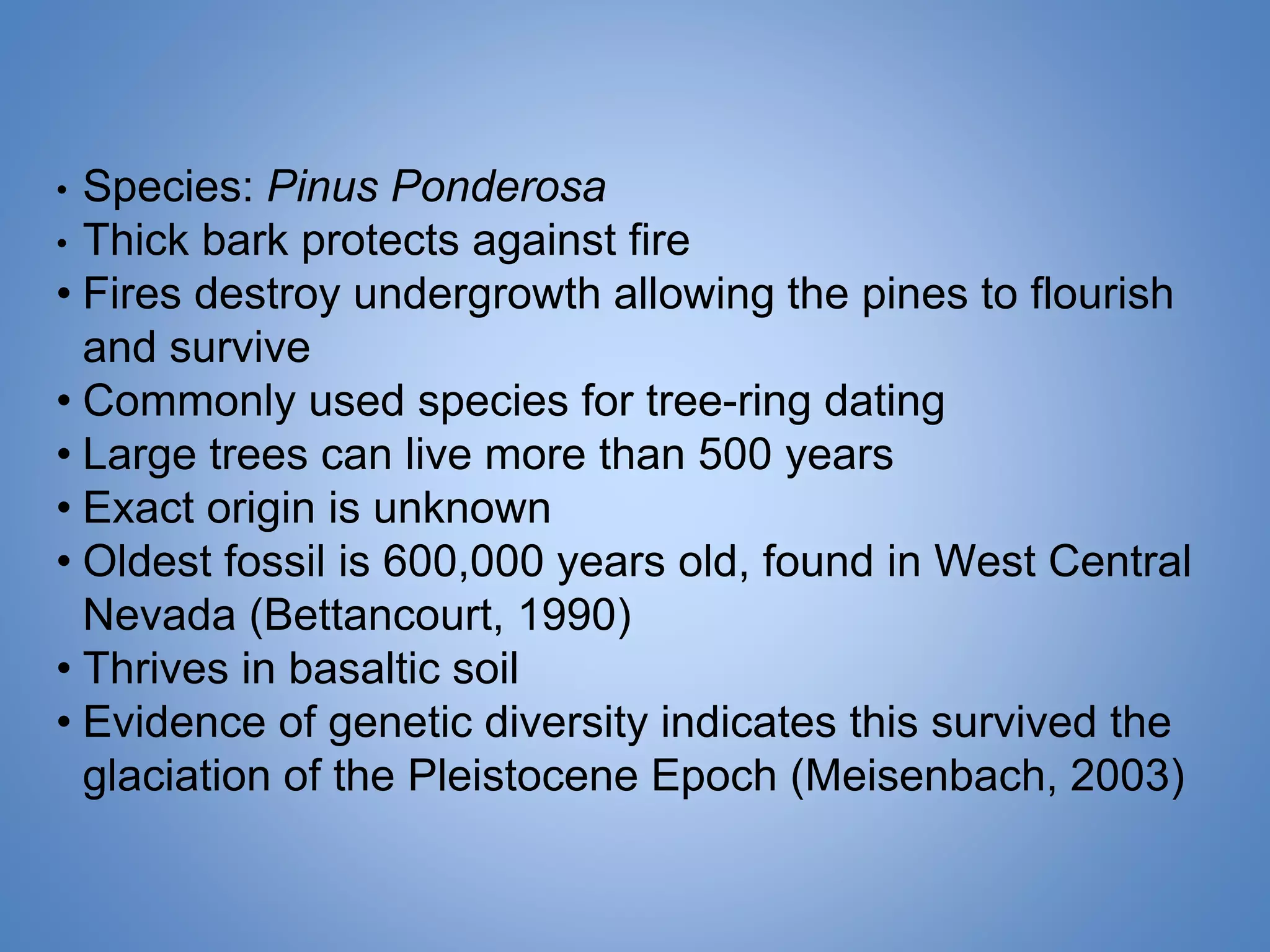 • Species: Pinus Ponderosa
• Thick bark protects against fire
• Fires destroy undergrowth allowing the pines to flourish
and survive
• Commonly used species for tree-ring dating
• Large trees can live more than 500 years
• Exact origin is unknown
• Oldest fossil is 600,000 years old, found in West Central
Nevada (Bettancourt, 1990)
• Thrives in basaltic soil
• Evidence of genetic diversity indicates this survived the
glaciation of the Pleistocene Epoch (Meisenbach, 2003)
 