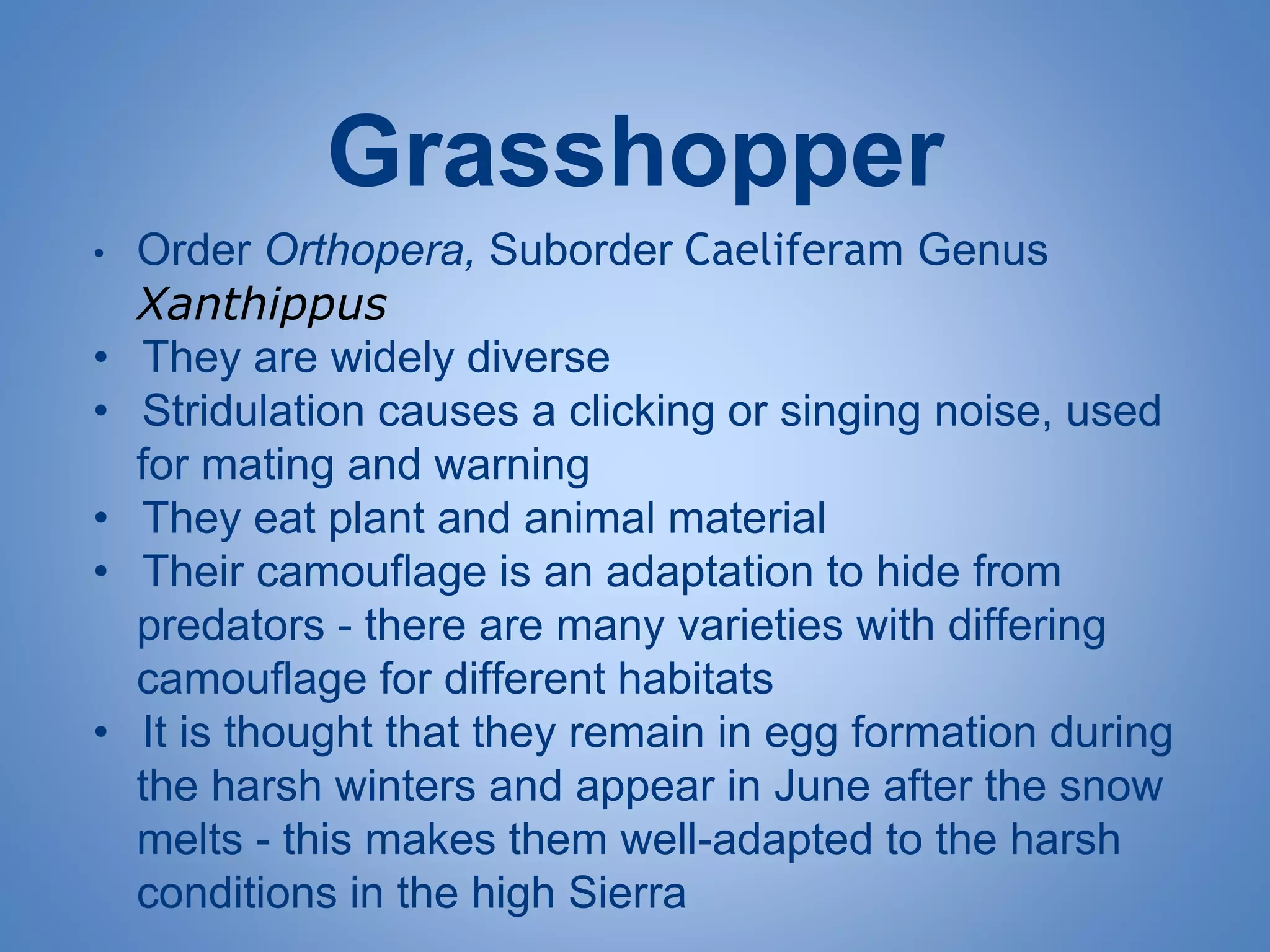 Grasshopper
• Order Orthopera, Suborder Caeliferam Genus
Xanthippus
• They are widely diverse
• Stridulation causes a clicking or singing noise, used
for mating and warning
• They eat plant and animal material
• Their camouflage is an adaptation to hide from
predators - there are many varieties with differing
camouflage for different habitats
• It is thought that they remain in egg formation during
the harsh winters and appear in June after the snow
melts - this makes them well-adapted to the harsh
conditions in the high Sierra
 