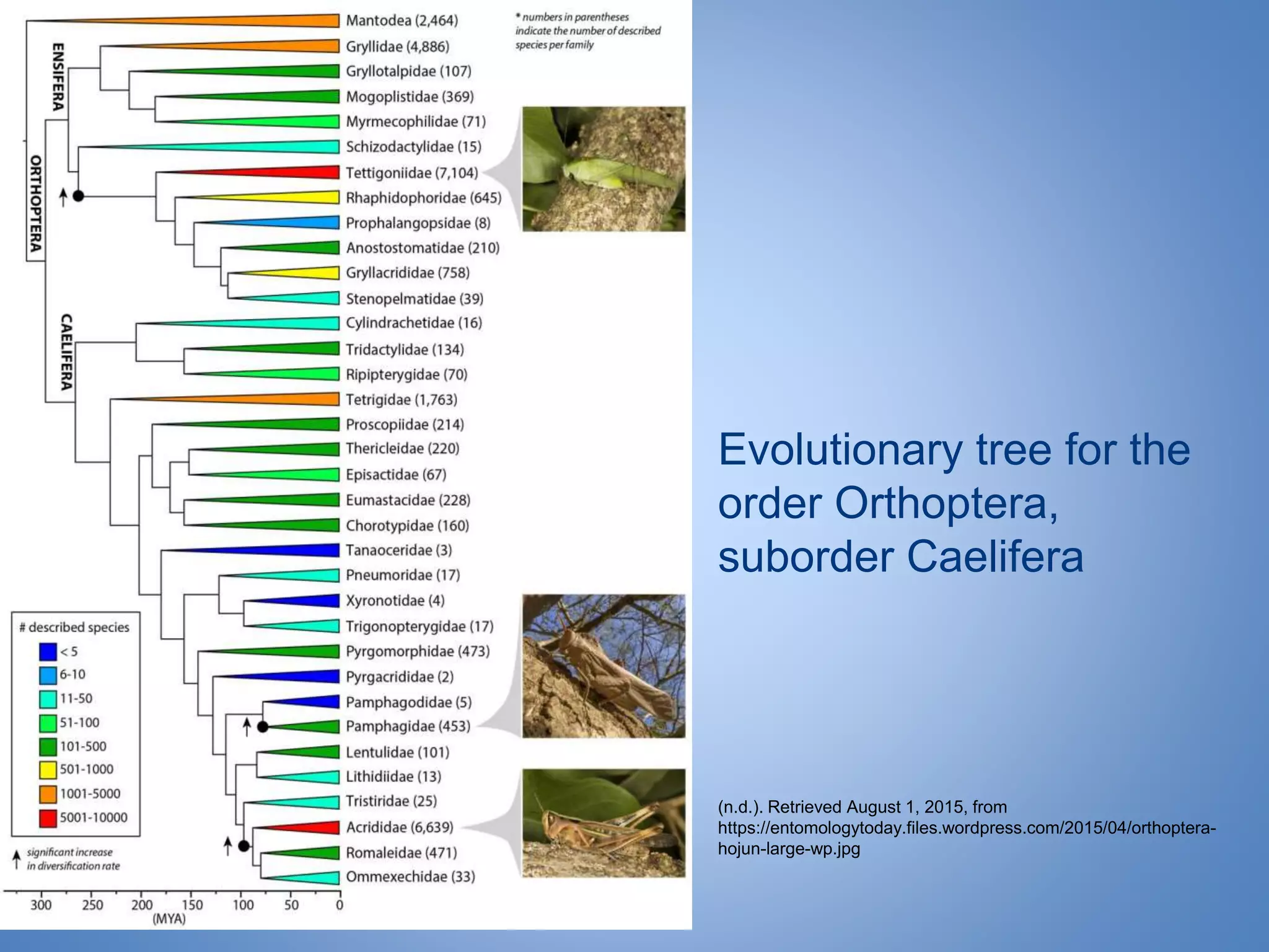 Evolutionary tree for the
order Orthoptera,
suborder Caelifera
(n.d.). Retrieved August 1, 2015, from
https://entomologytoday.files.wordpress.com/2015/04/orthoptera-
hojun-large-wp.jpg
 