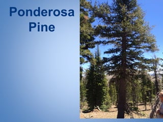 Ponderosa
Pine
 