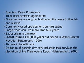 • Species: Pinus Ponderosa
• Thick bark protects against fire
• Fires destroy undergrowth allowing the pines to flourish
and survive
• Commonly used species for tree-ring dating
• Large trees can live more than 500 years
• Exact origin is unknown
• Oldest fossil is 600,000 years old, found in West Central
Nevada (Bettancourt, 1990)
• Thrives in basaltic soil
• Evidence of genetic diversity indicates this survived the
glaciation of the Pleistocene Epoch (Meisenbach, 2003)
 