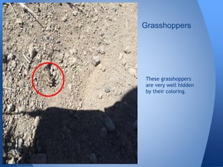 These grasshoppers
are very well hidden
by their coloring.
Grasshoppers
 