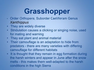 Grasshopper
• Order Orthopera, Suborder Caeliferam Genus
Xanthippus
• They are widely diverse
• Stridulation causes a clicking or singing noise, used
for mating and warning
• They eat plant and animal material
• Their camouflage is an adaptation to hide from
predators - there are many varieties with differing
camouflage for different habitats
• It is thought that they remain in egg formation during
the harsh winters and appear in June after the snow
melts - this makes them well-adapted to the harsh
conditions in the high Sierra
 