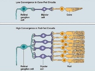Comprehensive Overview of the Physiology and Anatomy of Human Vision | PPTX