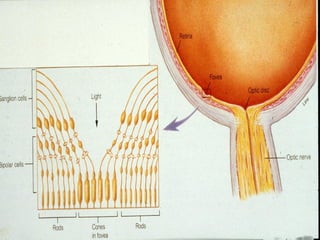 Comprehensive Overview of the Physiology and Anatomy of Human Vision | PPTX