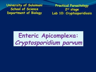University of Sulaimani School of Science Department of Biology Practical Parasitology 2 nd  stage Lab 10: Cryptosporidiosis Enteric Apicomplexa: Cryptosporidium   parvum 