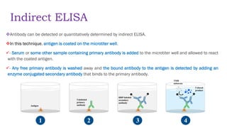 Lab 11 Lec_ELISA (2).pdf