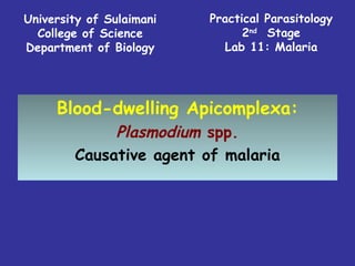 Practical Parasitology 2 nd   Stage Lab 11: Malaria University of Sulaimani College of Science Department of Biology Blood-dwelling Apicomplexa: Plasmodium  spp. Causative agent of malaria 