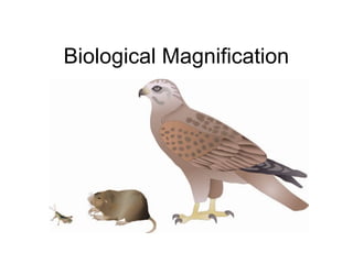 Biological Magnification 
 