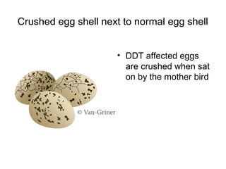 Crushed egg shell next to normal egg shell 
• DDT affected eggs 
are crushed when sat 
on by the mother bird 
 