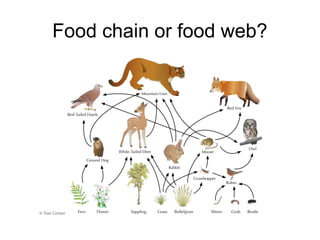 Food chain or food web? 
 