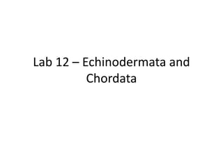 Lab 12 – Echinodermata and Chordata 