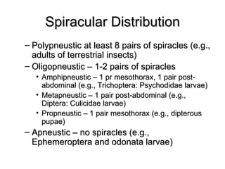 Spiracular Distribution
– Polypneustic at least 8 pairs of spiracles (e.g.,
  adults of terrestrial insects)
– Oligopneustic – 1-2 pairs of spiracles
   • Amphipneustic – 1 pr mesothorax, 1 pair post-
     abdominal (e.g., Trichoptera: Psychodidae larvae)
   • Metapneustic – 1 pair post-abdominal (e.g.,
     Diptera: Culicidae larvae)
   • Propneustic – 1 pair mesothorax (e.g., dipterous
     pupae)
– Apneustic – no spiracles (e.g.,
  Ephemeroptera and odonata larvae)
 