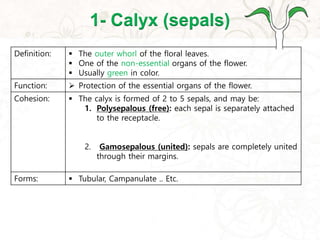 1- Calyx (sepals)
 The outer whorl of the floral leaves.
 One of the non-essential organs of the flower.
 Usually green in color.
Definition:
 Protection of the essential organs of the flower.Function:
 The calyx is formed of 2 to 5 sepals, and may be:
1. Polysepalous (free): each sepal is separately attached
to the receptacle.
2. Gamosepalous (united): sepals are completely united
through their margins.
Cohesion:
 Tubular, Campanulate .. Etc.Forms:
 