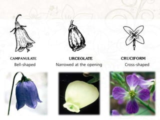 Narrowed at the openingBell-shaped Cross-shaped
 