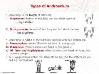 Types of Androecium
 According to the length of filaments:
1. Didynamous: formed of two long and two short stamens
- e.g. Labiatae.
2. Tetradynamous: formed of four long and two short stamens
- e.g. Cruciferae
 According to fusion of the filaments together with free anthers are:
a) Monodelphous: (when filaments are fused in one group).
b) Didelphous: (when filaments are fused in two groups).
c) Tri, Tetra- and Polydelphous: (when filaments are fused in three, four
or more groups).
 N.B. Syngenesious anther (the filaments are free but the anthers are uni
ted e.g. Compositae).
Dr. Mahmoud Sallam
 