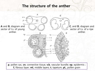 A and B, diagram and
sector of t.s. of young
anther.
p, pollen sac, cn, connective tissue, v.b. vascular bundle; ep, epidermis ;
f, fibrous layer; ml, middle layers; t, tapetum; pl., pollen grain
C, and D, diagram and
sector of t.s. of a ripe
anther.
The structure of the anther
 