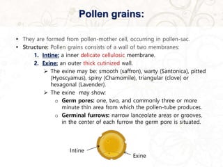 Pollen grains:
 They are formed from pollen-mother cell, occurring in pollen-sac.
 Structure: Pollen grains consists of a wall of two membranes:
1. Intine: a inner delicate cellulosic membrane.
2. Exine: an outer thick cutinized wall.
 The exine may be: smooth (saffron), warty (Santonica), pitted
(Hyoscyamus), spiny (Chamomile), triangular (clove) or
hexagonal (Lavender).
 The exine may show:
o Germ pores: one, two, and commonly three or more
minute thin area from which the pollen-tube produces.
o Germinal furrows: narrow lanceolate areas or grooves,
in the center of each furrow the germ pore is situated.
Exine
Intine
 