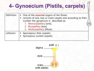 4- Gynoecium (Pistils, carpels)
 One of the essential organs of the flower
 consists of one, two or more carpels and according to their
number the gynaecium is described as:
1. Monocarpellary [one],
2. Bicarpellary [two],
3. Multicarpellary [More].
Definition:
 Apocarpous (free carpels).
 Syncarpous (united carpels).
cohesion:
 