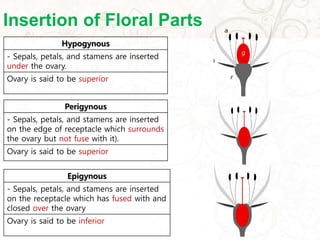 Insertion of Floral Parts
Hypogynous
- Sepals, petals, and stamens are inserted
under the ovary.
Ovary is said to be superior
Perigynous
- Sepals, petals, and stamens are inserted
on the edge of receptacle which surrounds
the ovary but not fuse with it).
Ovary is said to be superior
Epigynous
- Sepals, petals, and stamens are inserted
on the receptacle which has fused with and
closed over the ovary
Ovary is said to be inferior
 
